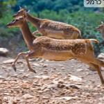 לב שמח